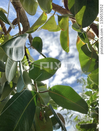 Tropical leaves under bright sky creating lush and vibrant natural background with sunlight Tropical leaves under bright sky creating lush and vibrant natural background with sunlight 130053052