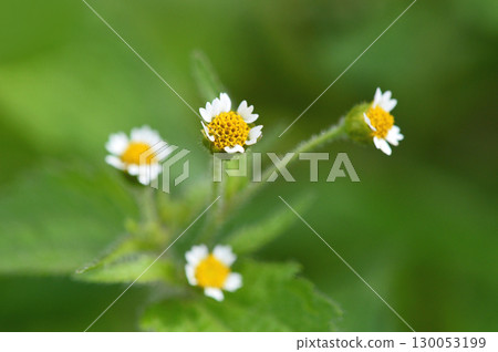 Hakodamegenki (swept chrysanthemum) Hakodamegenki (swept chrysanthemum) 130053199