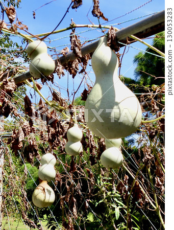 Gourd 130053283