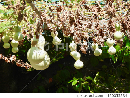 Gourd 130053284