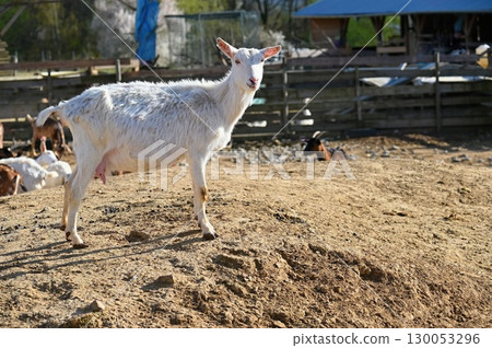 Beautiful goats on the farm. Concept for animals and agriculture. Beautiful goats on the farm. Concept for animals and agriculture. 130053296