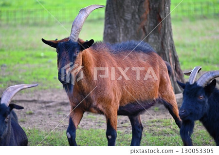Beautiful goats on the farm. Concept for animals and agriculture. Beautiful goats on the farm. Concept for animals and agriculture. 130053305