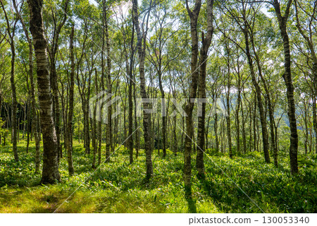 Fresh green birch Fresh green birch 130053340