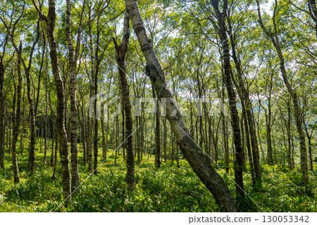 Fresh green birch Fresh green birch 130053342