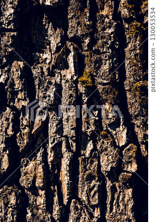Tree bark texture close-up. Wooden background. Nature background.Vertical image. Centennial oak 130053534