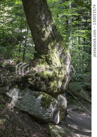 Unique tree growing on stones at Sentier Pont d'Espagne in the Pyrenees mountains surrounded by lush 130053574