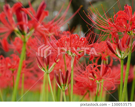 Cluster amaryllis 130053575