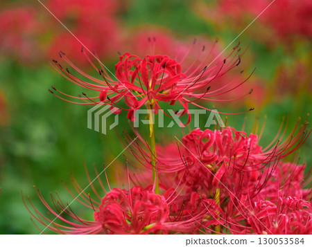 Cluster amaryllis Cluster amaryllis 130053584