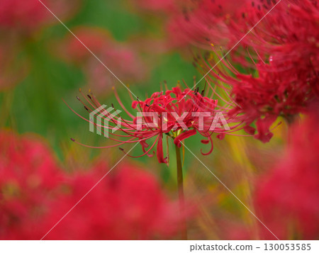 Cluster amaryllis Cluster amaryllis 130053585