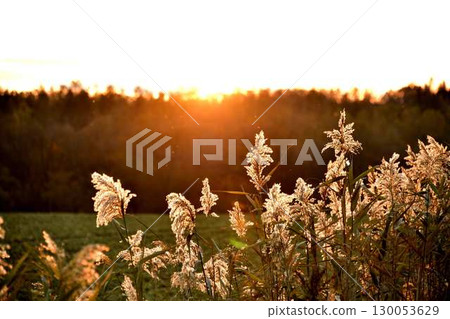 芒草 130053629