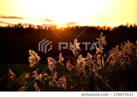 芒草 130053631