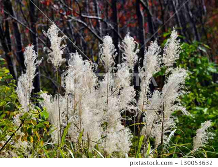 芒草 芒草 130053632