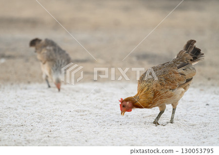 Selective focus of chicken.Chicken were looking for food. 130053795