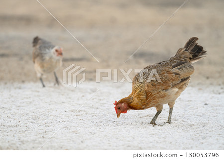 Selective focus of chicken.Chicken were looking for food. 130053796