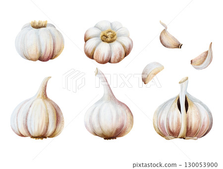Garlic bulbs, cloves and husks watercolor illustration set isolated on white. Hand drawn whole vegetable and parts with skins and peels for kitchen, spicy food and culinary designs. Large collection 130053900