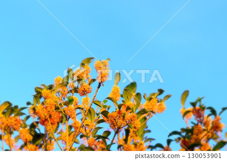 湛藍的天空和鮮豔的橘色桂花 130053901