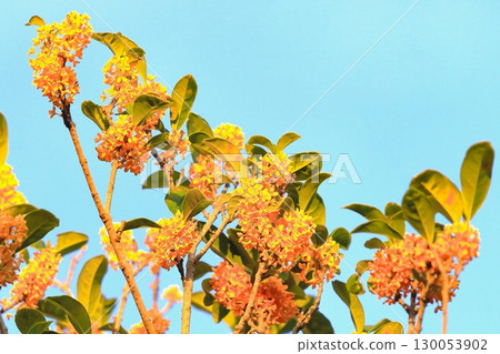 Clear blue sky and vibrant orange osmanthus 130053902