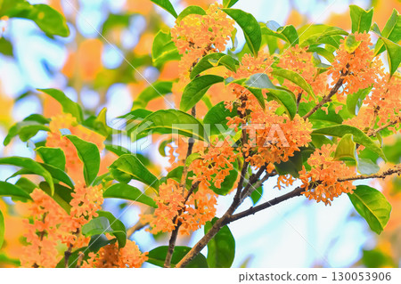 A refreshing blue sky and the vibrant orange delicate flowers of osmanthus A refreshing blue sky and the vibrant orange delicate flowers of osmanthus 130053906