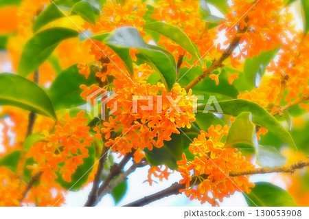 A bright orange, pretty little flower of the osmanthus A bright orange, pretty little flower of the osmanthus 130053908