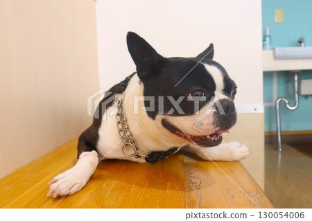Mighty the Boston Terrier lies down on the bench and gazes cutely. 130054006