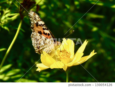 Flower and butterfly Flower and butterfly 130054126