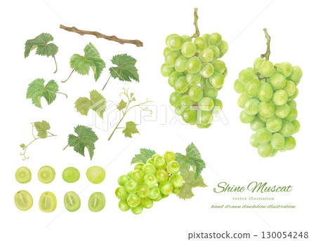 Watercolor Shine Muscat vector illustration Watercolor Shine Muscat vector illustration 130054248