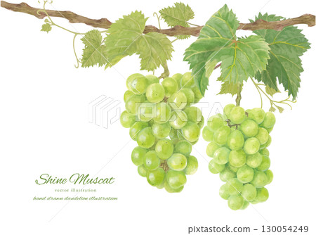 水彩閃耀馬斯喀特向量插圖 130054249