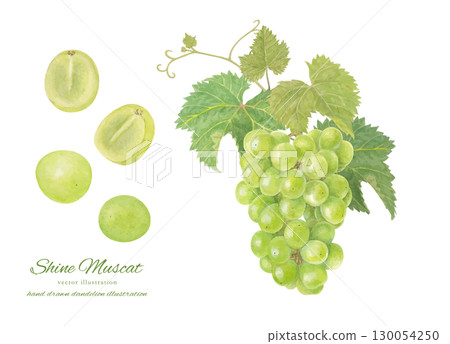 Watercolor Shine Muscat vector illustration 130054250
