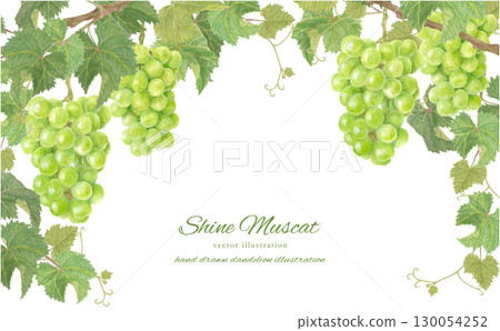 水彩畫的閃耀馬斯喀特葡萄的向量背景插圖 130054252