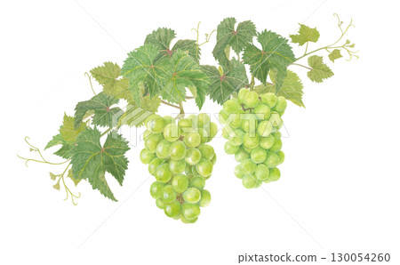 用水彩繪製的閃耀馬斯喀特插圖 130054260