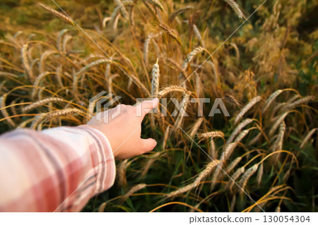 close-up of a farmer woman hand touching a wheat plant in a field. hand touching a wheat plant to check its growth. farmer hand touching wheat field. agribusiness quality control check 130054304