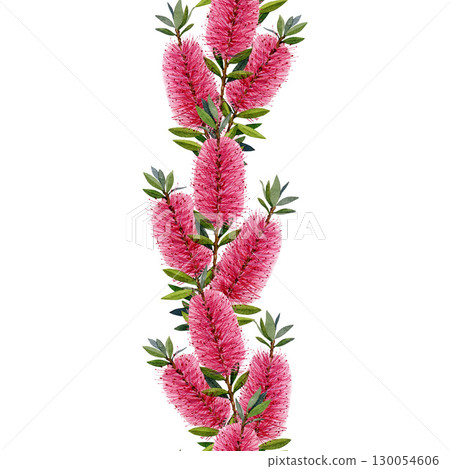 Bottlebrush flower seamless border watercolor vintage style botanic illustration. Callistemon Australia native plant. Bottlebrush branch with leaves and flowers seamless border on white background 130054606
