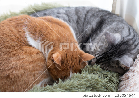 兩隻貓睡在窗邊 130054644