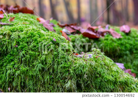 Fresh green moss in the forest. Beautiful natural background with moss for wallpaper. 130054692