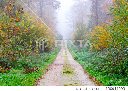 View of the fabulous autumn forest with much trees  in a morning fog. The way for walking. Bad weather. Nature background. 130054693