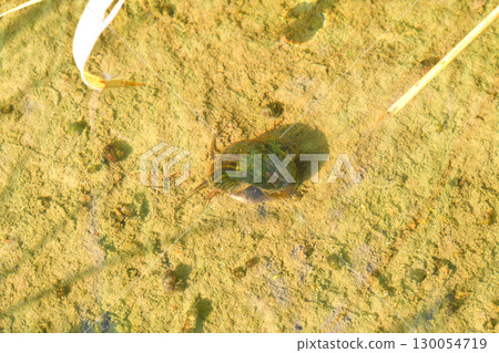 Jumbo Tanishi 130054719