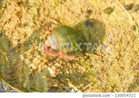 Jumbo Tanishi 130054721