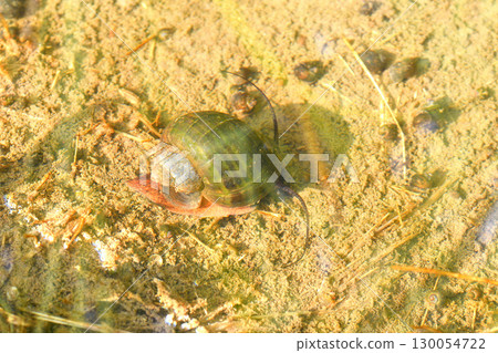 Jumbo Tanishi 130054722