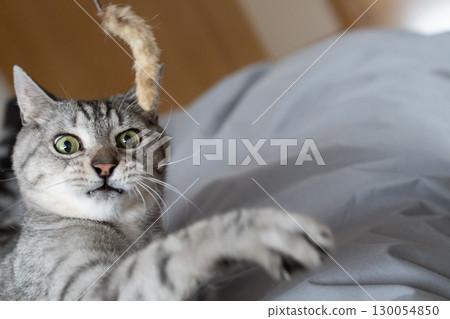 可愛的貓咪玩玩具-鯖魚虎斑貓 130054850