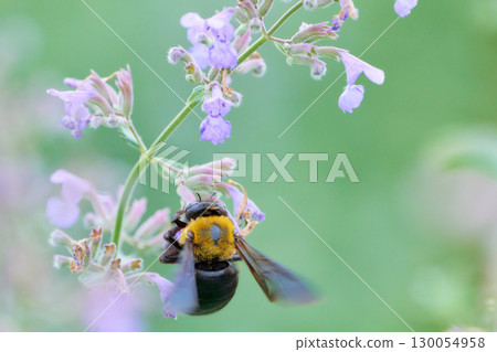 一隻木蜂依附在一朵可愛的紫色荊芥花上 130054958