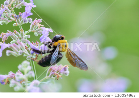 A carpenter bee clinging to a cute purple Nepeta flower 130054962