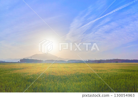 清晨藍天映襯下的筑波山和金色麥田,景色如夢似幻 清晨藍天映襯下的筑波山和金色麥田,景色如夢似幻 130054963