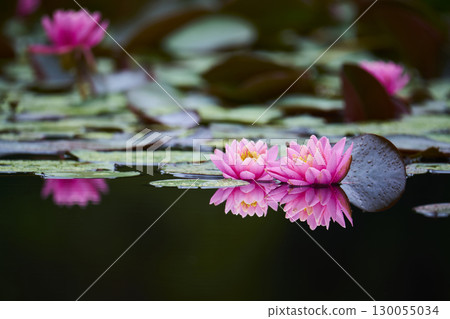 池塘裡盛開的粉紅睡蓮花 130055034