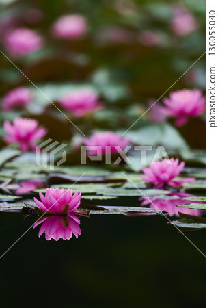 池塘裡盛開的粉紅睡蓮花 130055040