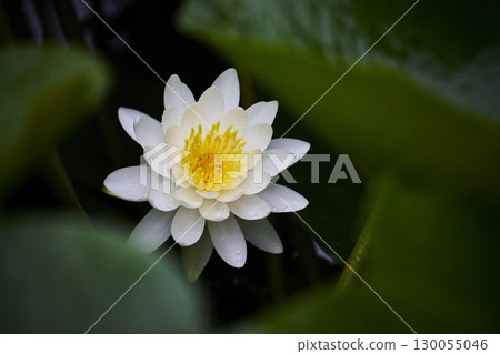 White water lily flower blooming in the pond 130055046