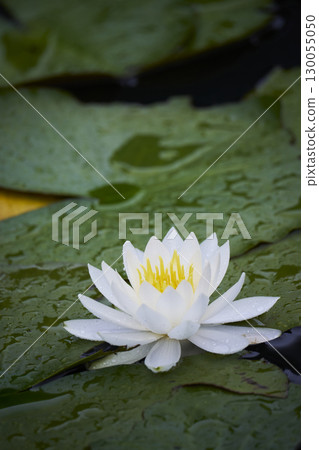 White water lily flower blooming in the pond 130055050