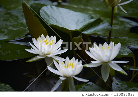 白睡蓮鮮花盛開在池塘里 130055052