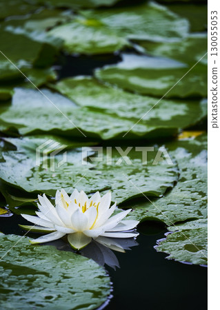 White water lily flower blooming in the pond White water lily flower blooming in the pond 130055053