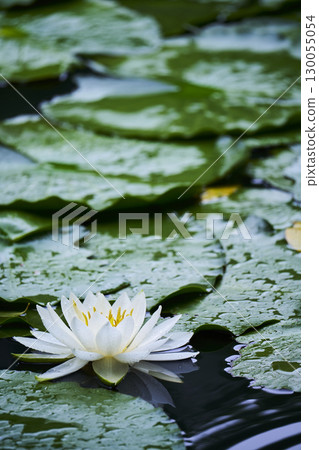 White water lily flower blooming in the pond 130055054