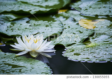 White water lily flower blooming in the pond 130055055